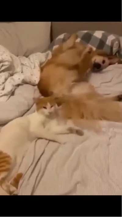 Funniest Cats