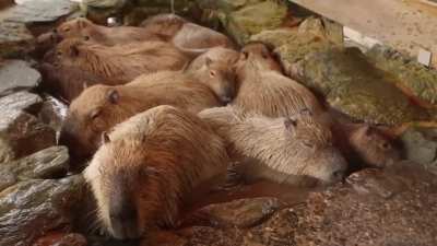 Pra alegrar o domingo de voc&ecirc;s, capivarinhas se esbaldando num spa