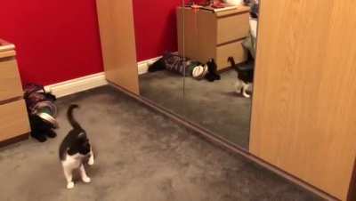 Attacking reflection 😹