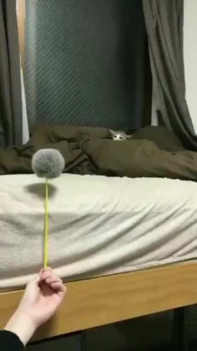 Prepare the attack!