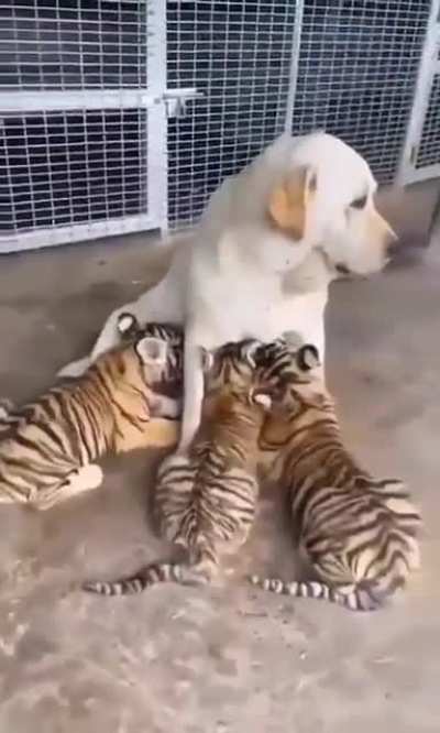 Feeding my adopted tigers