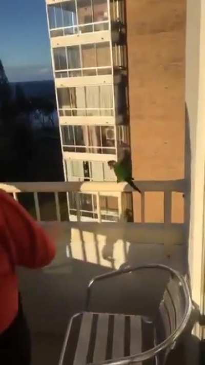 haha parrot goes brr
