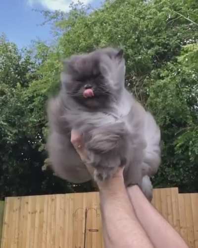 Котик