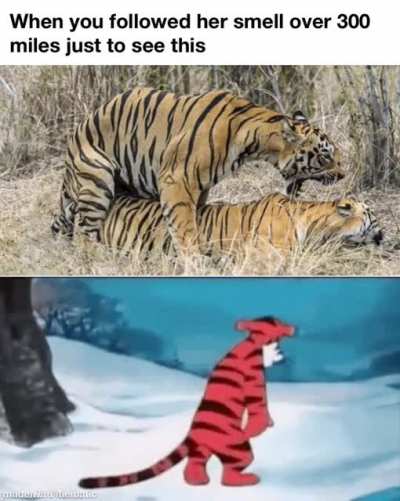 It&rsquo;s a hard knock life my Tigga