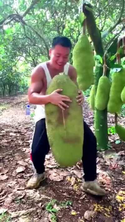The Jackfruit is the largest fruit that grows on trees. It can reach a weight of 50 kilograms (110 pounds) or even more. It's flesh tastes like a mix of pinapple, bananas and a hint of vanilla with a crunchy or soft texture.