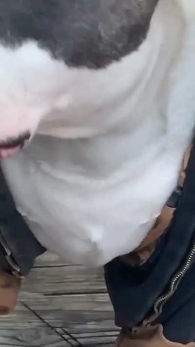 look at this fuckin bruiser ova here