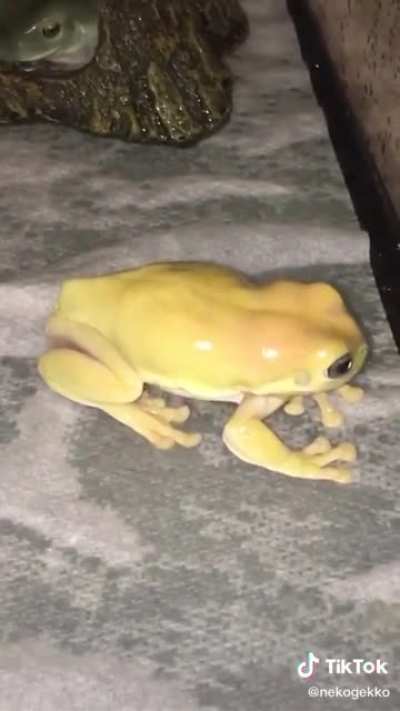 Fr&ouml;g