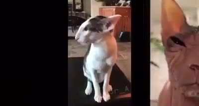 Meowwwwwww