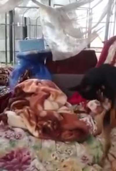 Blursed__dog!
