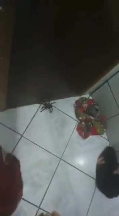 I'm not afraid of spi-