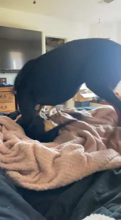 When you forget your a big dog that&rsquo;s way stronger. (No one was hurt)