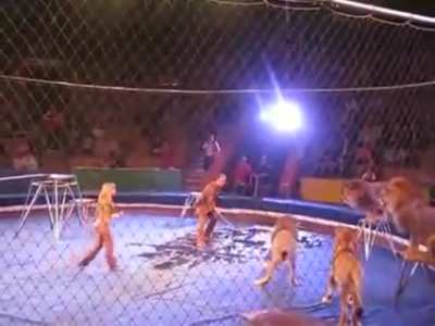 7 lions get fed up with being a circus act and decide to just get fed