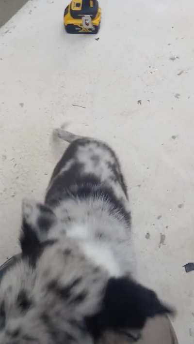 Perrito con camuflaje pedregoso.