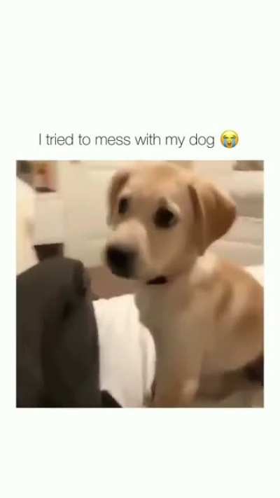 never mess with your dog