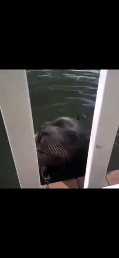 Seal goes "AUUUUGGGH"