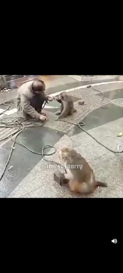 monkey tryhard