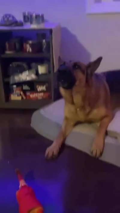 A German Shepherd howling with his squeaky rubber chicken! 😂
