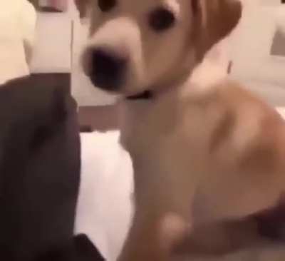 My dog found my joke unfunny