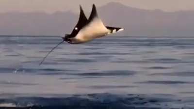 Devil rays doing belly flops and flips