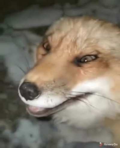 Add feature to pet fox indefinitely. Whole game. Just &ldquo;Pet the fox&rdquo; the game. I&rsquo;ll drop another 60 bones.