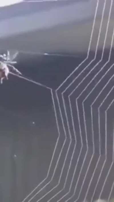 Spider going to work.