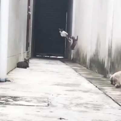 This cat is the one!!