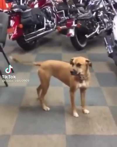 What da dog doin