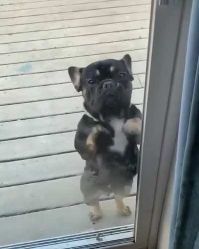 Dog Dance