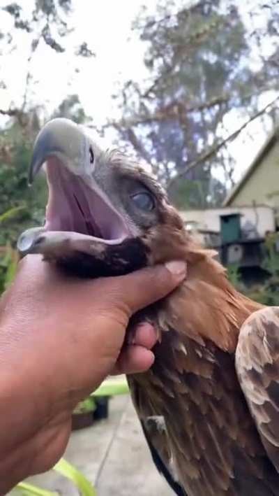 Who would have thought that eagles could be so cute
