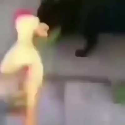XD