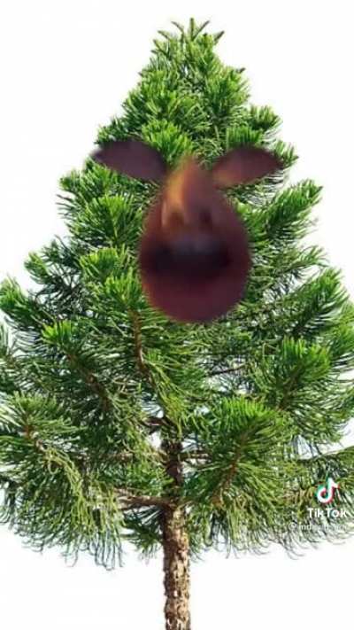 Tree&rsquo;s during pollen season