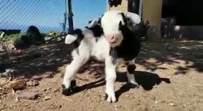 My SIL captured this cutie on the weekend (Rocklands Farm, Simonstown)