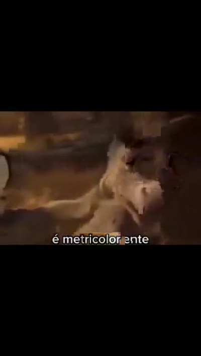 flamengo