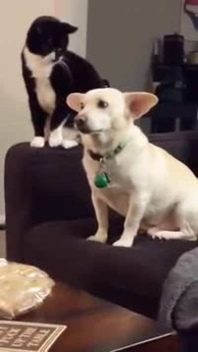 cat contemplating hitting the dog