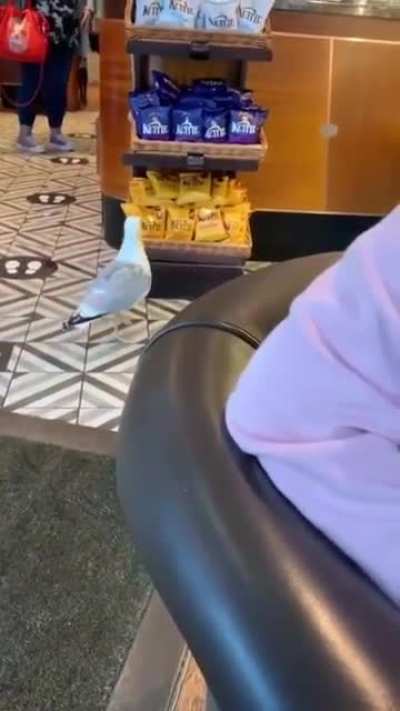 Don&rsquo;t scare the bird away just let it steal