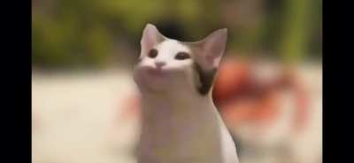 CatRave