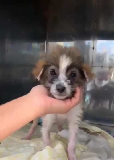 The joy of rescuing a stray pupper