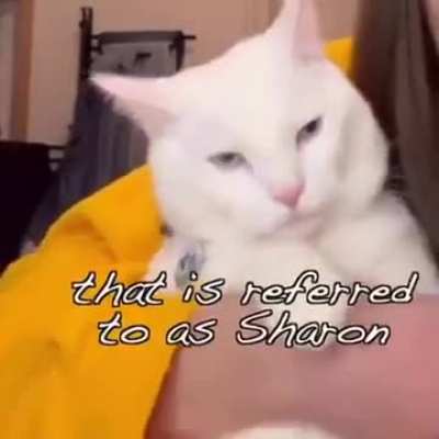 Meirl