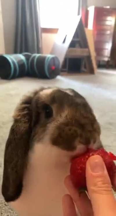 Little Linguini&rsquo;s first taste of strawberry. From the sound of the munches, it&rsquo;s safe to say he likes them!