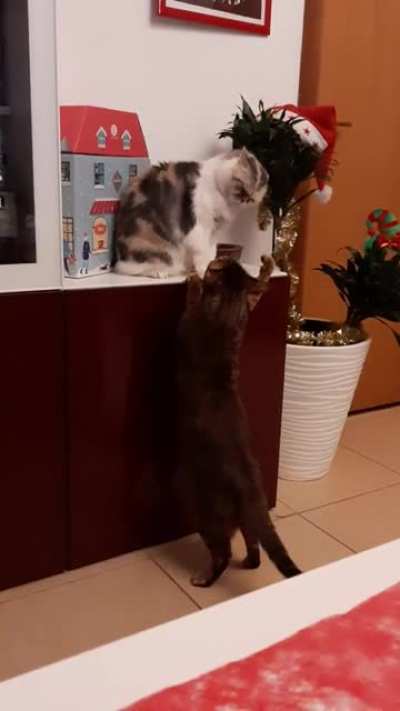 Котики
