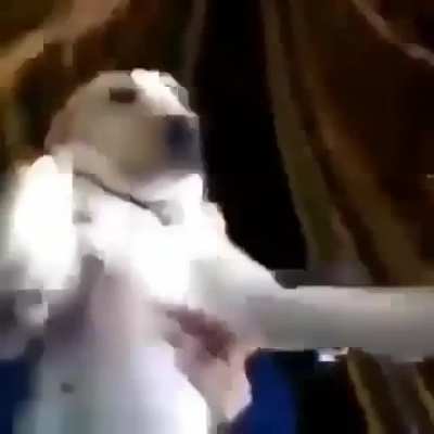 🐶🎢