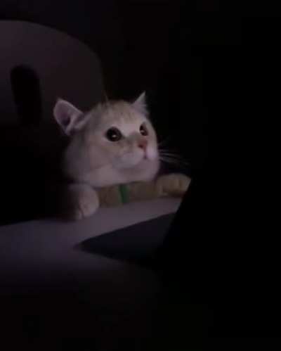 Kat