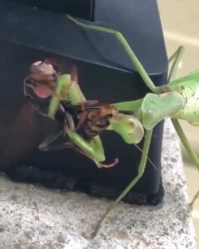 Mantis having a wasp for lunch