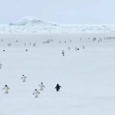 penguins at 5x speed