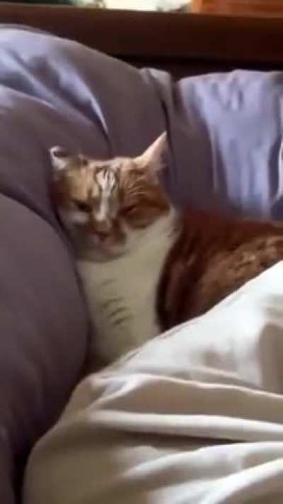 His snoring sounds just like my dad&rsquo;s 🥹🧡