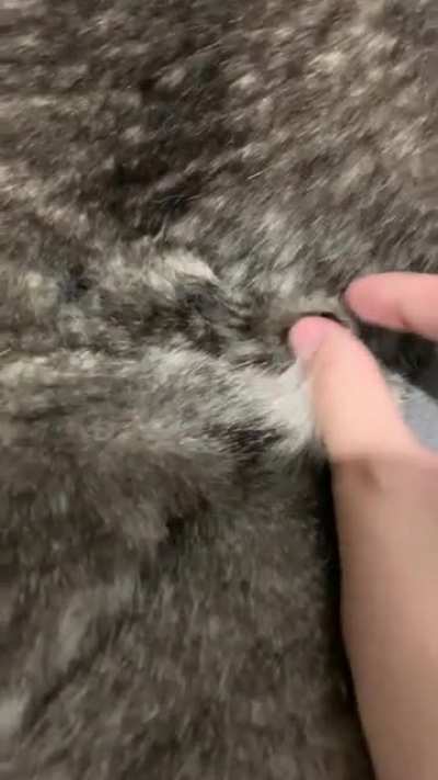 Pulling the fur out of a husky&rsquo;s shedding coat 😍
