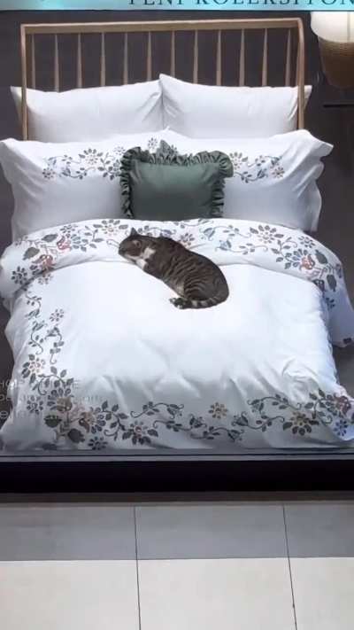 Cats do that all over the planet