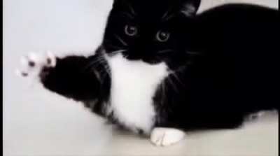 caturday rule