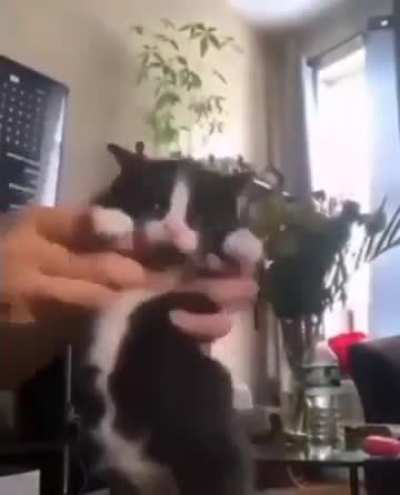 C&aelig;t