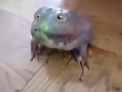 Cursed_frog